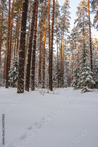Winter landscape of pine forest. Spruce and pine trees in white snow. The evening sunset sun breaks through the trunks of pine trees.