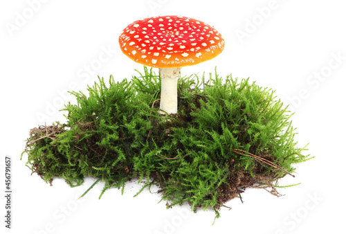 Amanita muscaria isolated on white background. Forest moss. Poisonous mushroom in nature. Fly agaric in forest
