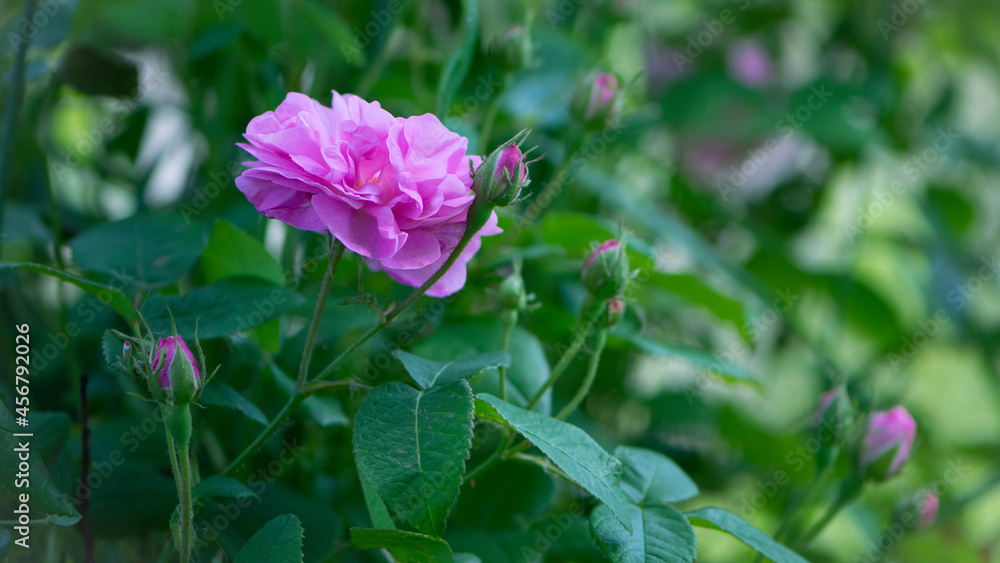 pink rose flower background. Red roses on a bush in the garden, close-up. delicate pink rose flower with green leaves. Red Rose Magic. beauty in the garden. concept of romance, gift