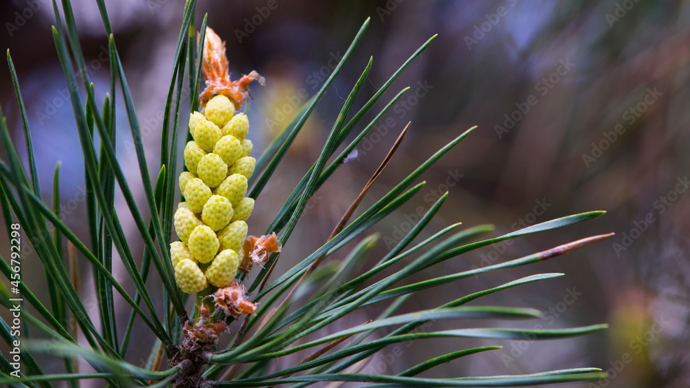 pinus resinosa. young Pineoung tender cones on a pine branch in the forest. Pinus resinosa, Male Pollen Cone, Pinecone, in Early Spring. natural background, medicinal, fragrant needles.