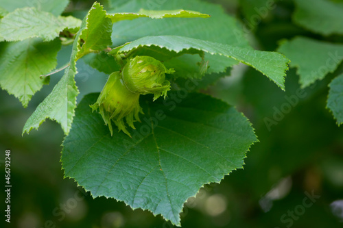 Corylus avellana. Naturally growing hazelnut clusters, with leaves. Foraging food source from the Hazel, Close up landscape image. nature, green background.