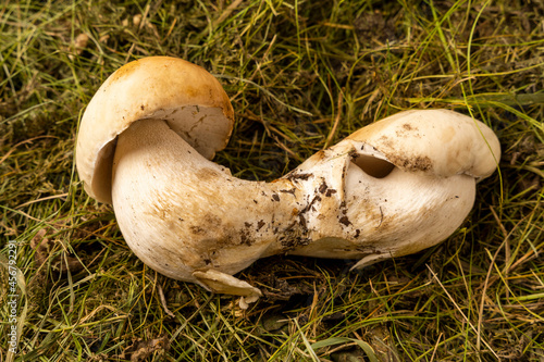 porcini mushroom on the grass, food, forest
