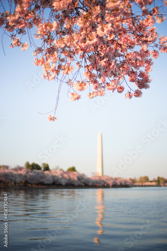 Washington Monument Cherry Blossom