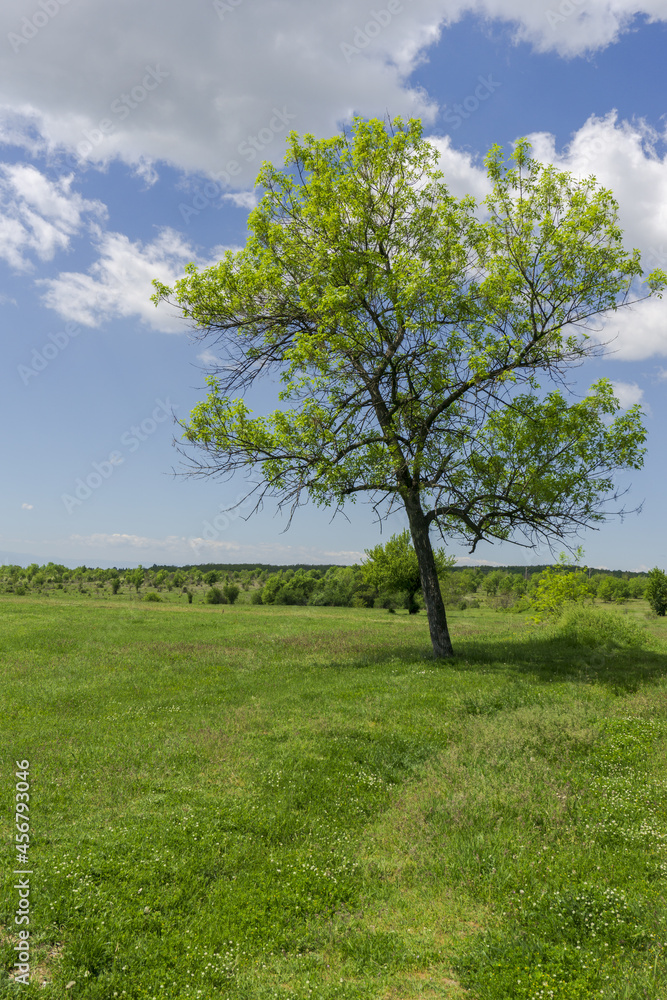 A Single Tree Standing Alone with Blue Sky and Grass.