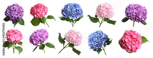 Billede på lærred Set with delicate beautiful hortensia flowers on white background