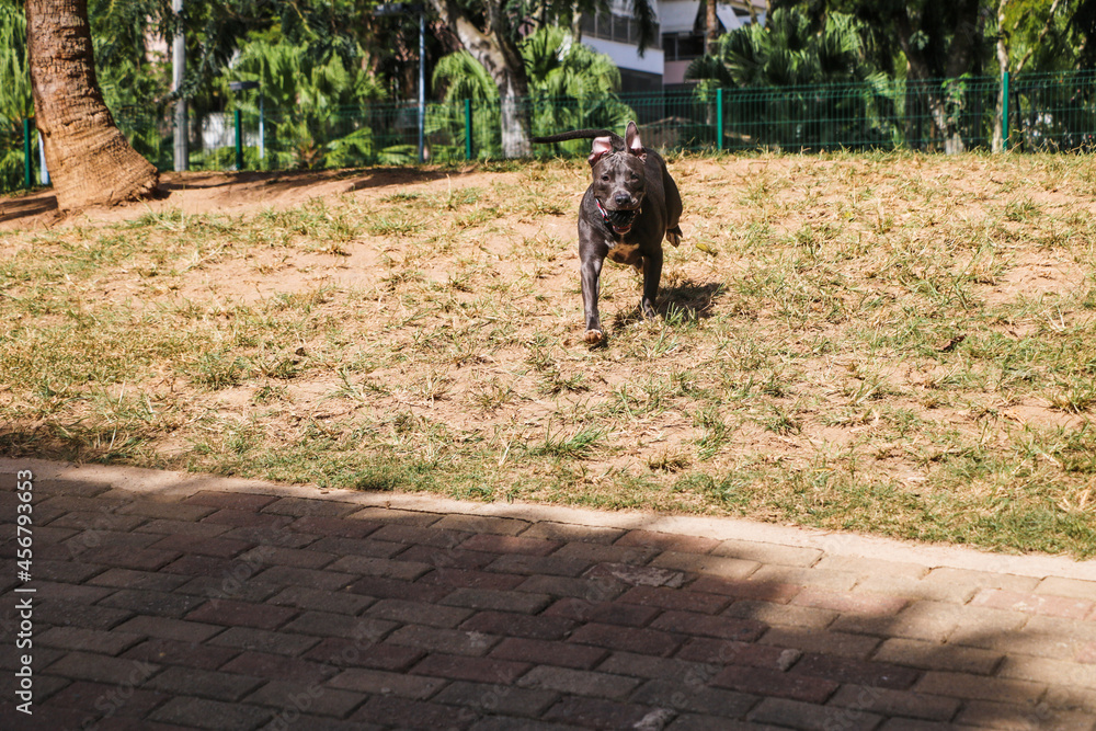 Pit bull dog playing in the park. Grassy area for dogs with exercise toys. Pit bull dog playing in the park. Grassy area for dogs with exercise toys.