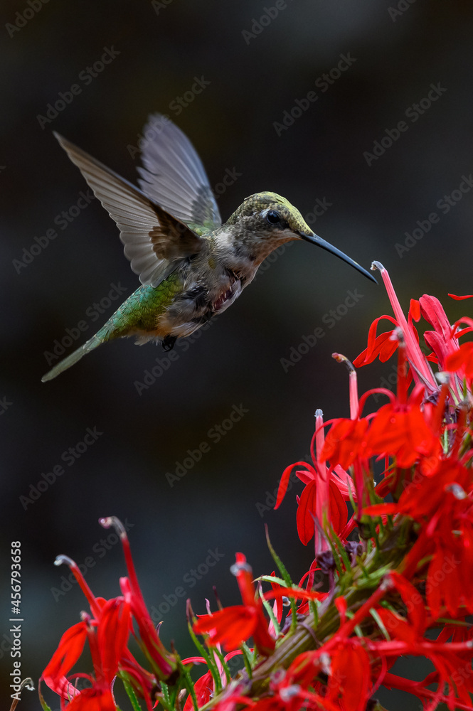 Fototapeta premium Closeup shot of a beautiful hummingbird flying by a red flower