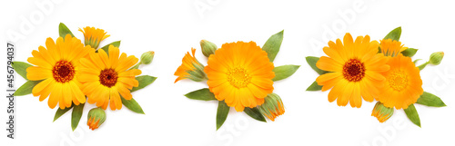 Set with beautiful calendula flowers on white background. Banner design