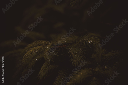 raindrops on the branches of coniferous trees after rain in the forest