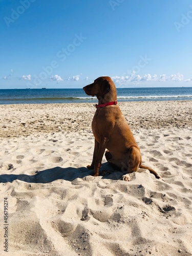 dog playing on the beach