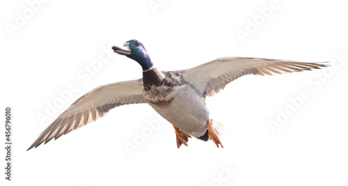 mallard duck drake in flight isolated on white