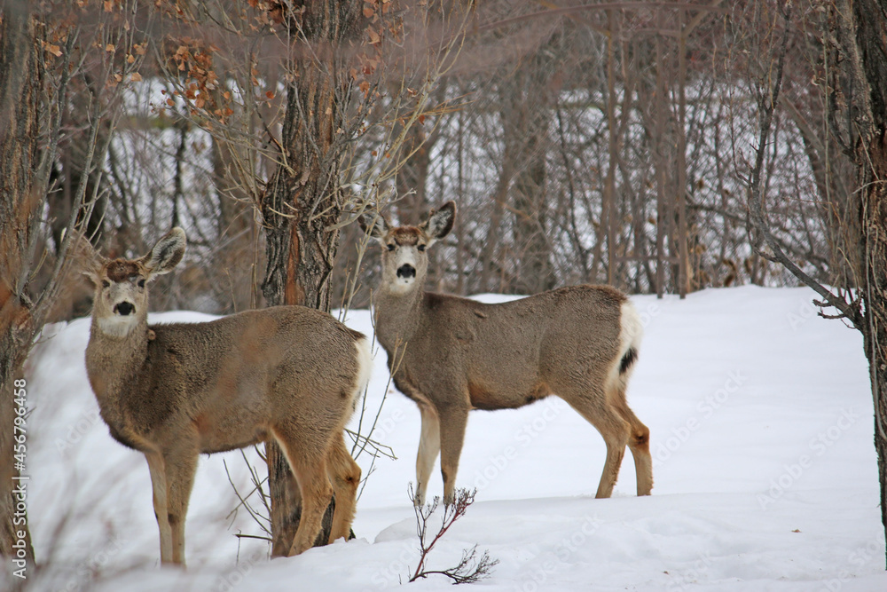 Naklejka premium Mule deer in winter 