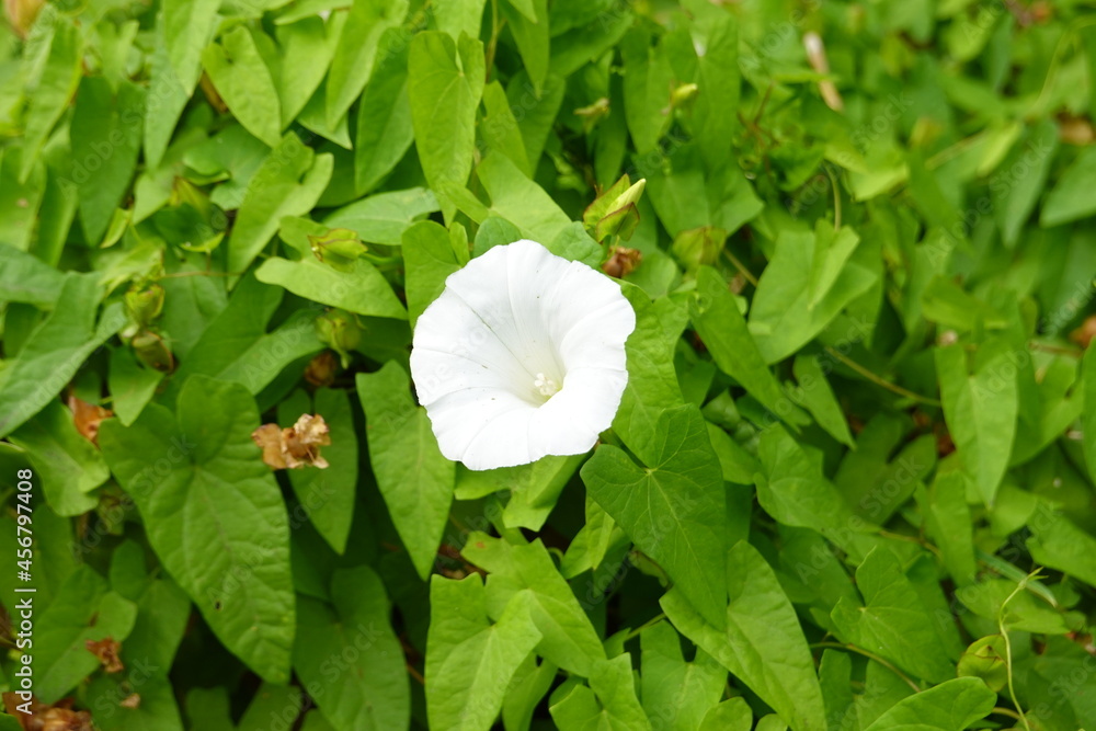 Zdjęcie Stock Calystegia sepium (hedge bindweed) because of its quick growth, clinging vines