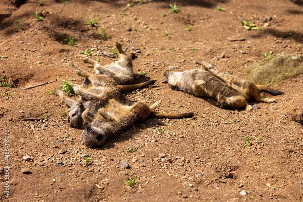 Obraz premium Meerkats show thier teeth as they fight