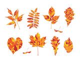 Set of hand drawn orange, red and yellow autumn leaves - maple, maple seeds, ash-leaved maple, rowan, ash, oak, linden, elm, isolated on white background. Vector illustration