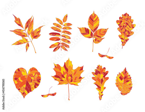 Set of hand drawn orange  red and yellow autumn leaves - maple  maple seeds  ash-leaved maple  rowan  ash  oak  linden  elm  isolated on white background. Vector illustration