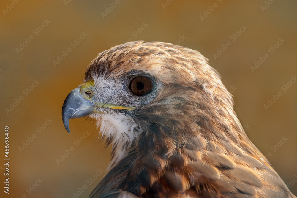 A close-up shot of a red tailed buzzard A close-up shot of a red tailed buzzard