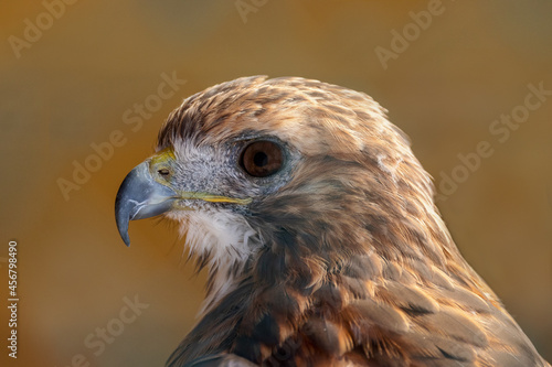 A close-up shot of a red tailed buzzard
