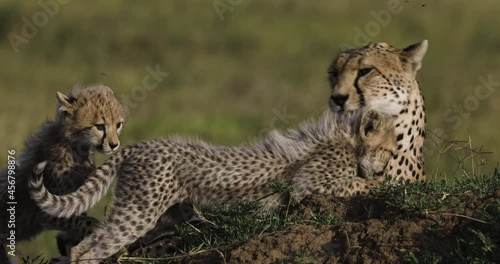 Close-up front view of female cheetah preening her cute young cub lying on a termite mound in African savannah grasslands