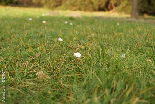 The first Daisy flowers on grass in park.