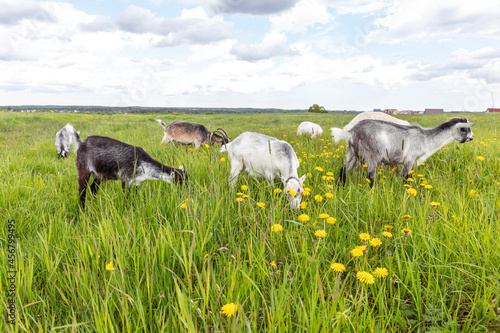 Cute free range goatling on organic natural eco animal farm freely grazing in meadow background. Domestic goat graze chewing in pasture. Modern animal livestock, ecological farming. Animal rights. photo