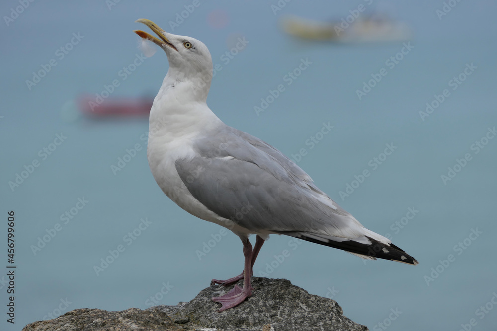 Möwe Möwe