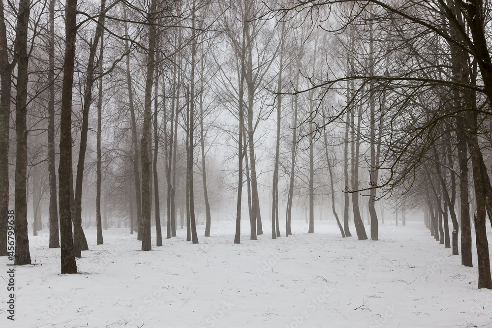 winter weather in the park or forest