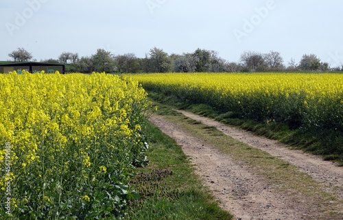Weg bei Babenhausen-Langstadt