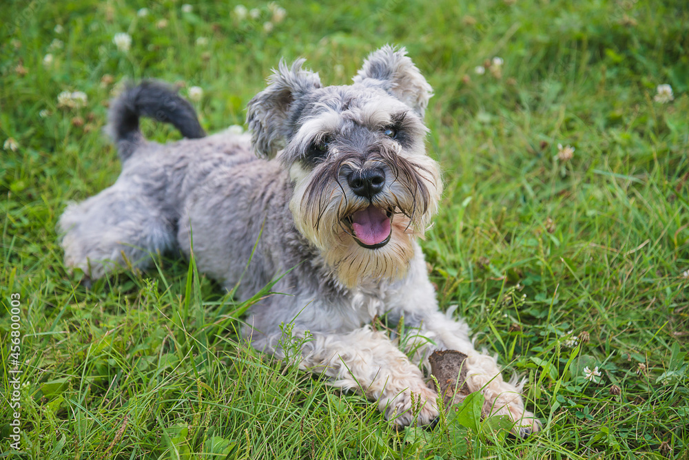 Miniature schnauzer salt and pepper color lying on the grass and looking to camera Miniature schnauzer salt and pepper color lying on the grass and looking to camera