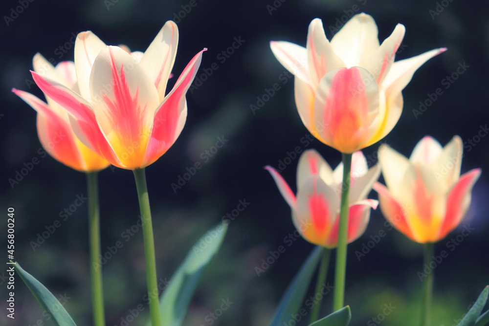 Fototapeta premium Sunlit soft focus pink and white Marilyn tulips on a dark background