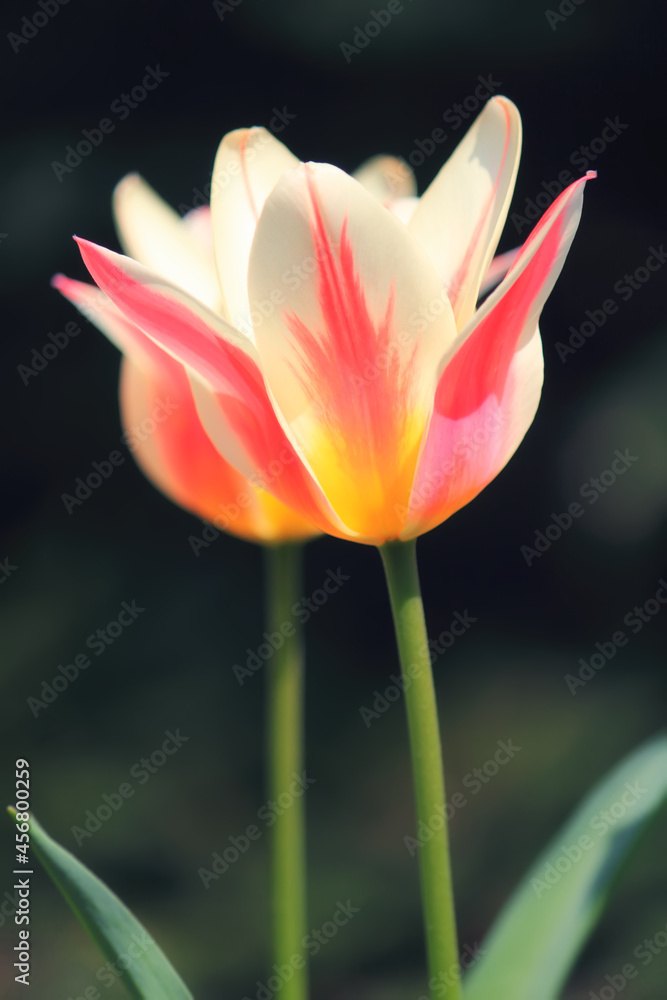 Sunlit soft focus pink and white Marilyn tulips on a dark background