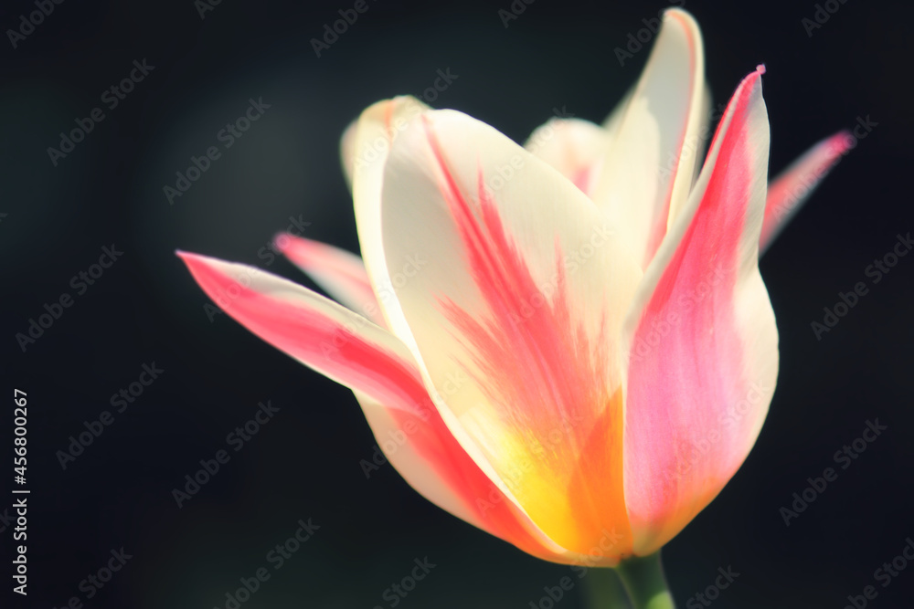 Sunlit soft focus pink and white Marilyn tulip flower heads on a dark background Sunlit soft focus pink and white Marilyn tulip flower heads on a dark background