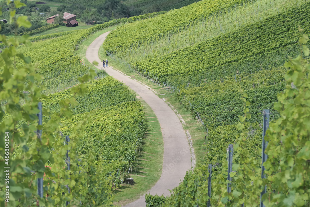 Weinberge im Remstal bei Strümpfelbach Weinberge im Remstal bei Strümpfelbach
