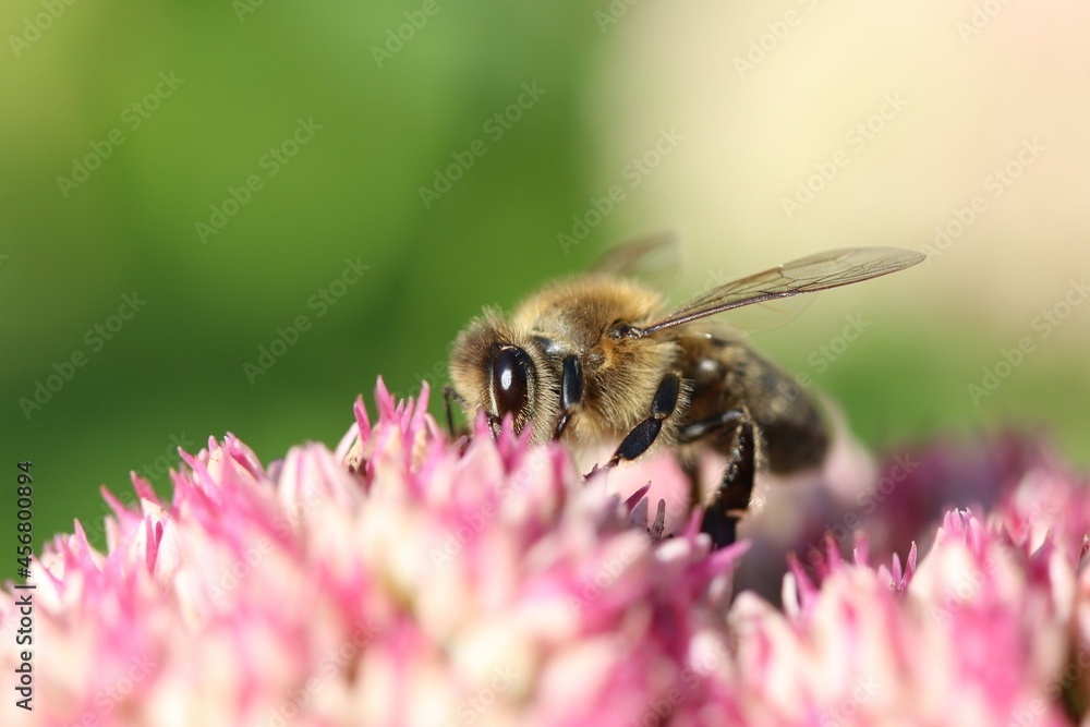 a honey bee is feeding on nectar at a pink sedum flower closeup with a green background in the garden in late summer a honey bee is feeding on nectar at a pink sedum flower closeup with a green background in the garden in late summer