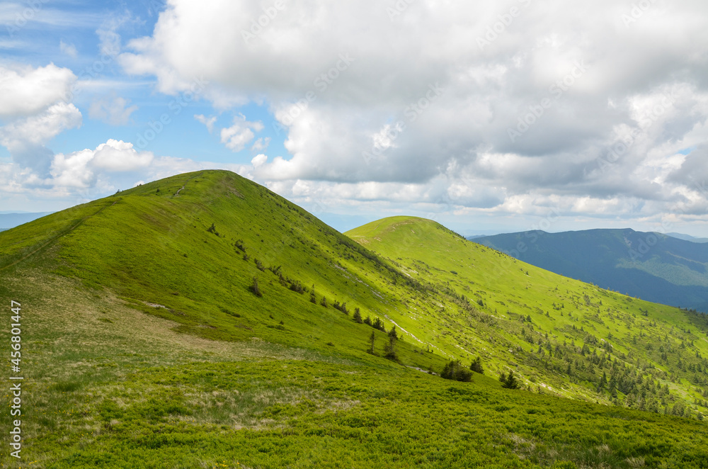 Beautiful summer landscape with grassy slopes and the mountain ridge with high peaks, blue sky with clouds in the background. beautiful nature of Carpathian Mountains, Ukraine