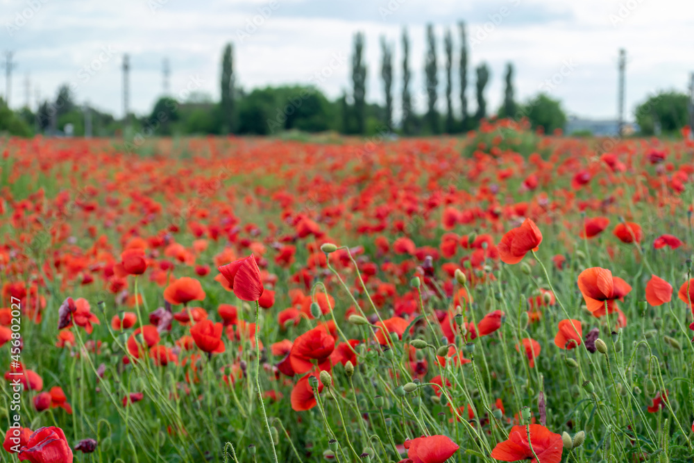 A view of a poppy field with trees in the background