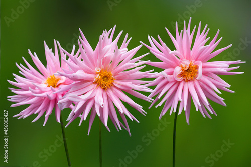 Beautiful pink dahlia Park Princess flower isolated on the green background