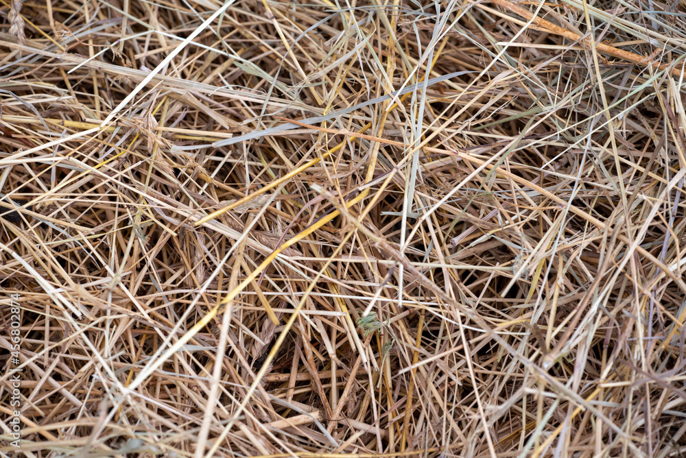 hay bale texture, hay close-up, dried grass