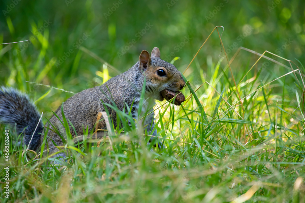 Squirrel standing amongst grass, eating a brazil nut Squirrel standing amongst grass, eating a brazil nut