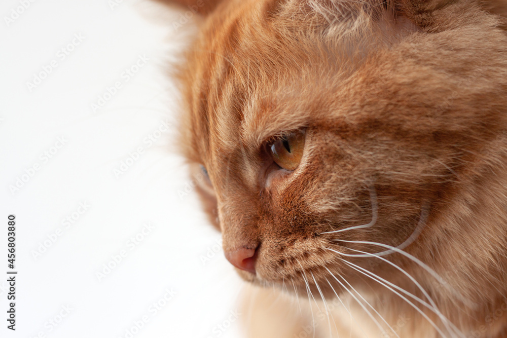 The muzzle of a red cat close-up on a white background
