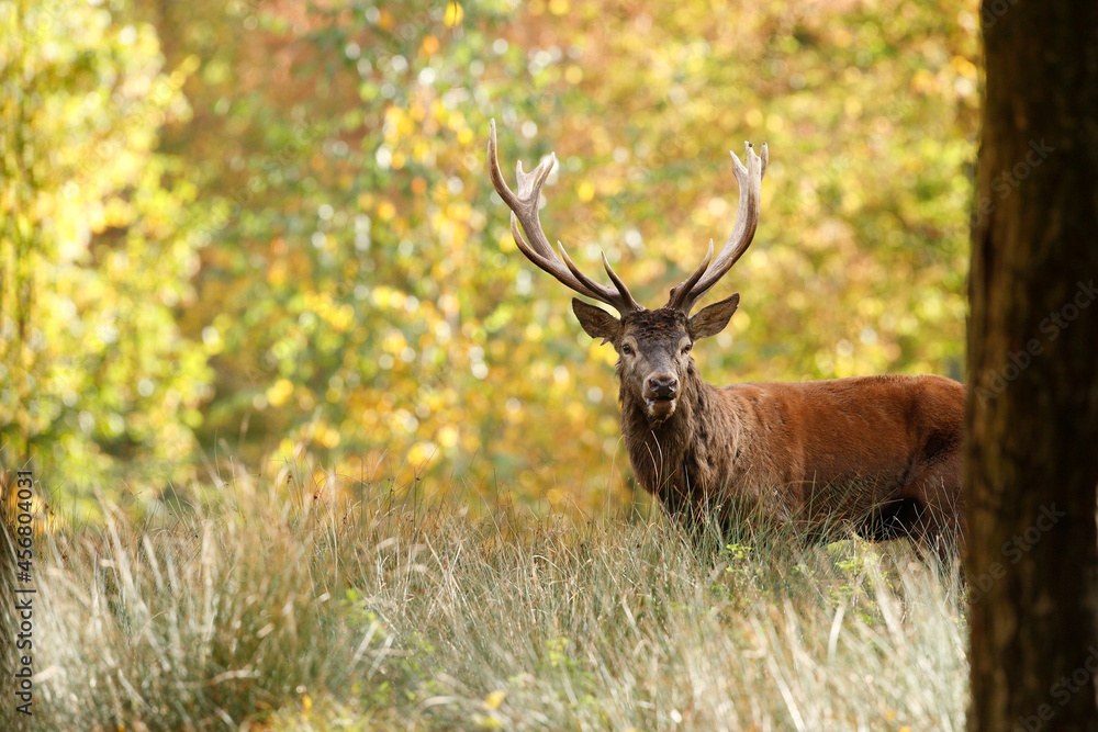 Cerf, Cervus elaphus Cerf, Cervus elaphus