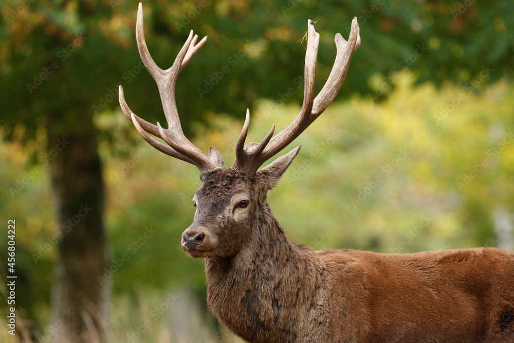 Cerf, Cervus elaphus