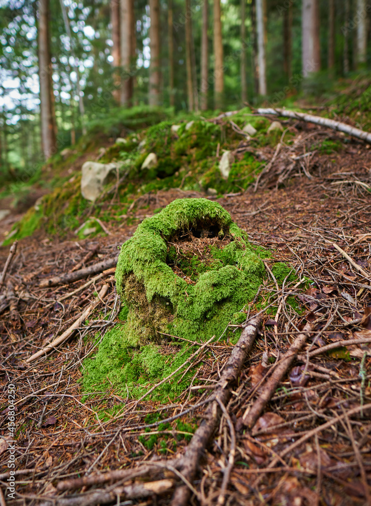 Sunny weather in the forest after rain. Old stump covered with green moss in a forest near Yaremche, Ukraine Sunny weather in the forest after rain. Old stump covered with green moss in a forest near Yaremche, Ukraine