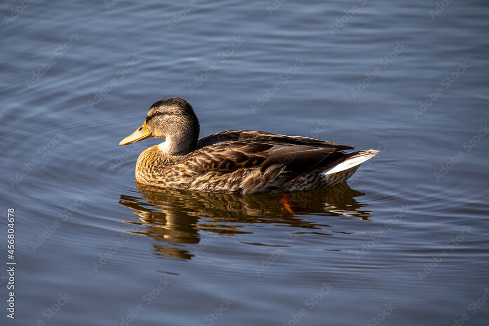 Duck swimming over a calm lake, with a rippled reflection