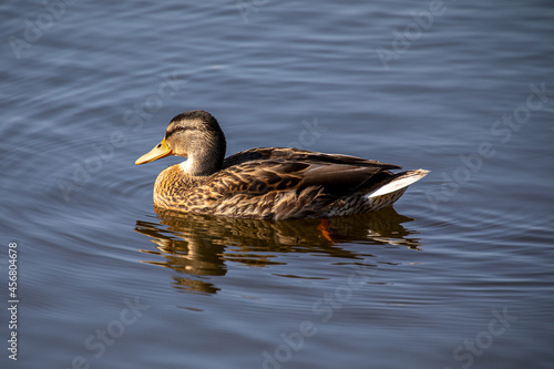 Duck swimming over a calm lake, with a rippled reflection