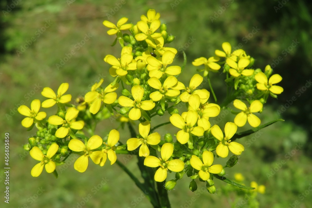 Yellow barbarea flowers in the meadow, closeup Yellow barbarea flowers in the meadow, closeup