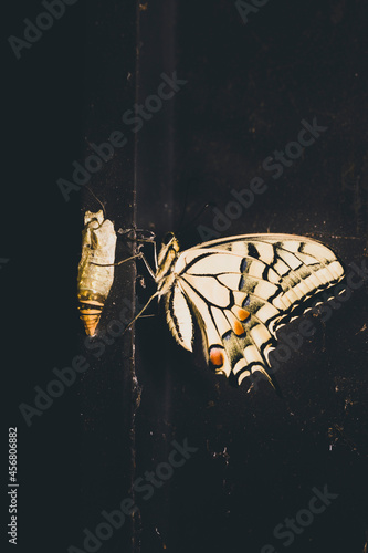 Butterfly by its cocoon