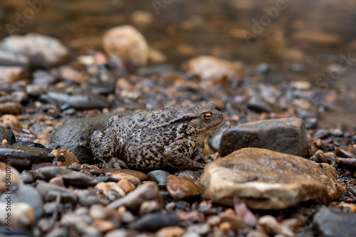 common gray toad camouflaged among the pebbles on the rocky river shore