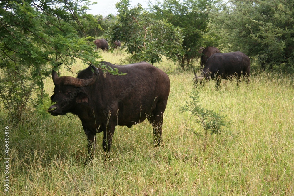 Kruger National Park, South Africa