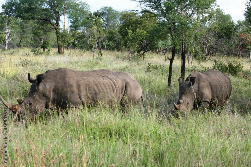 Kruger National Park, South Africa Kruger National Park, South Africa